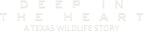 Deep in the Heart: A Texas Wildlife Story logo