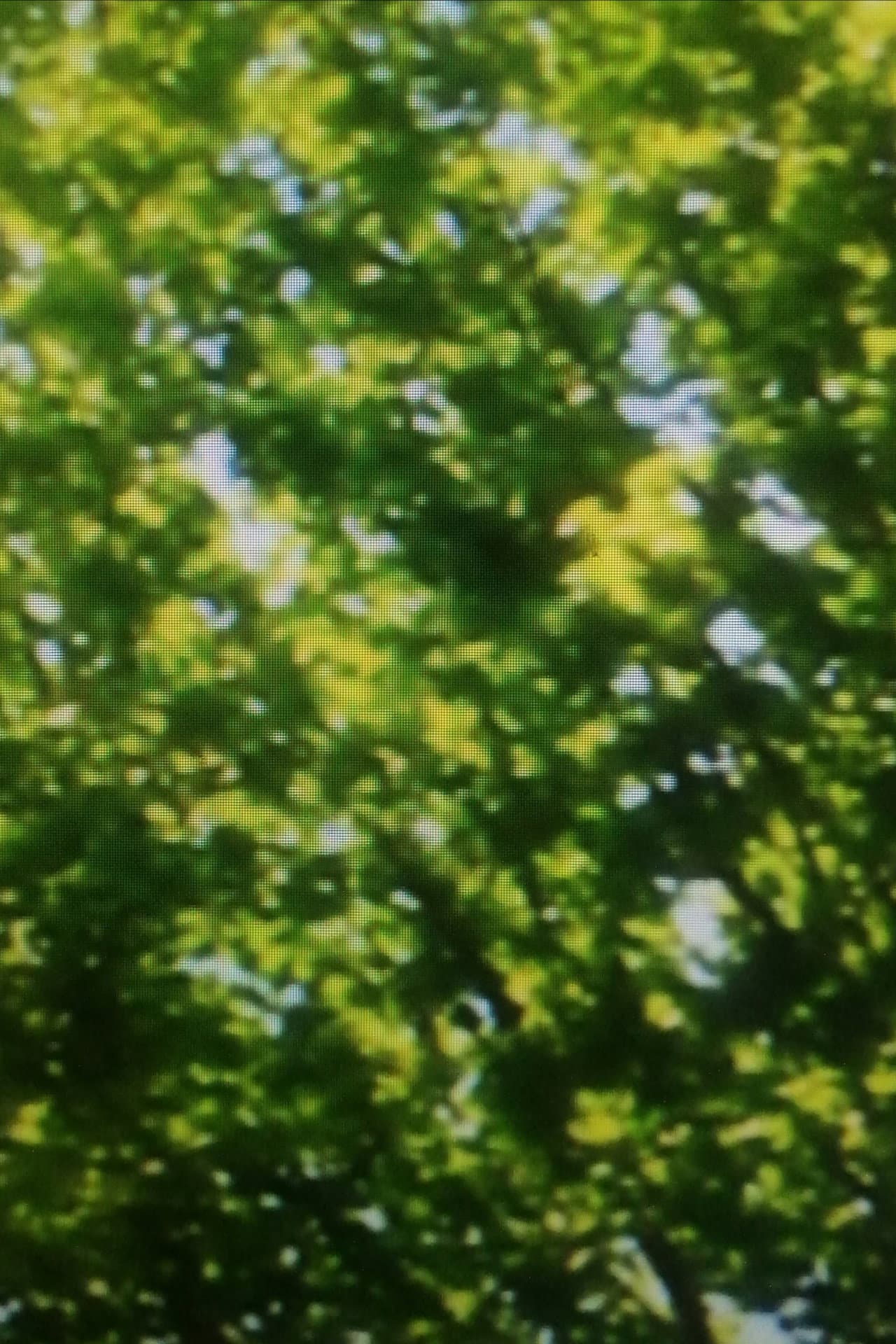 Green Leaves