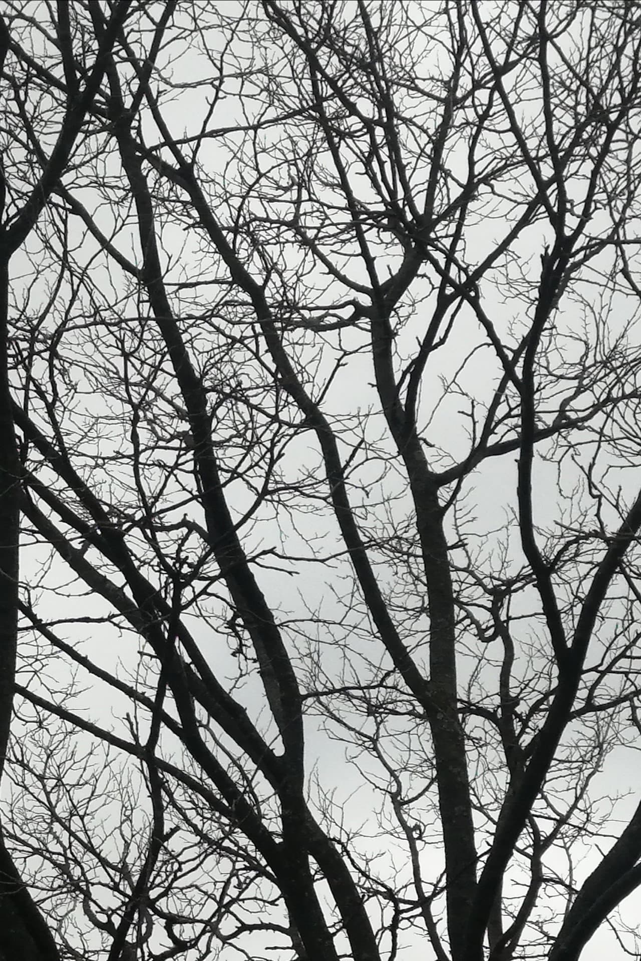 Tree Limbs