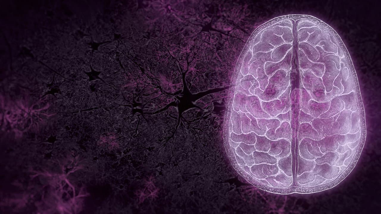 Your Brain
